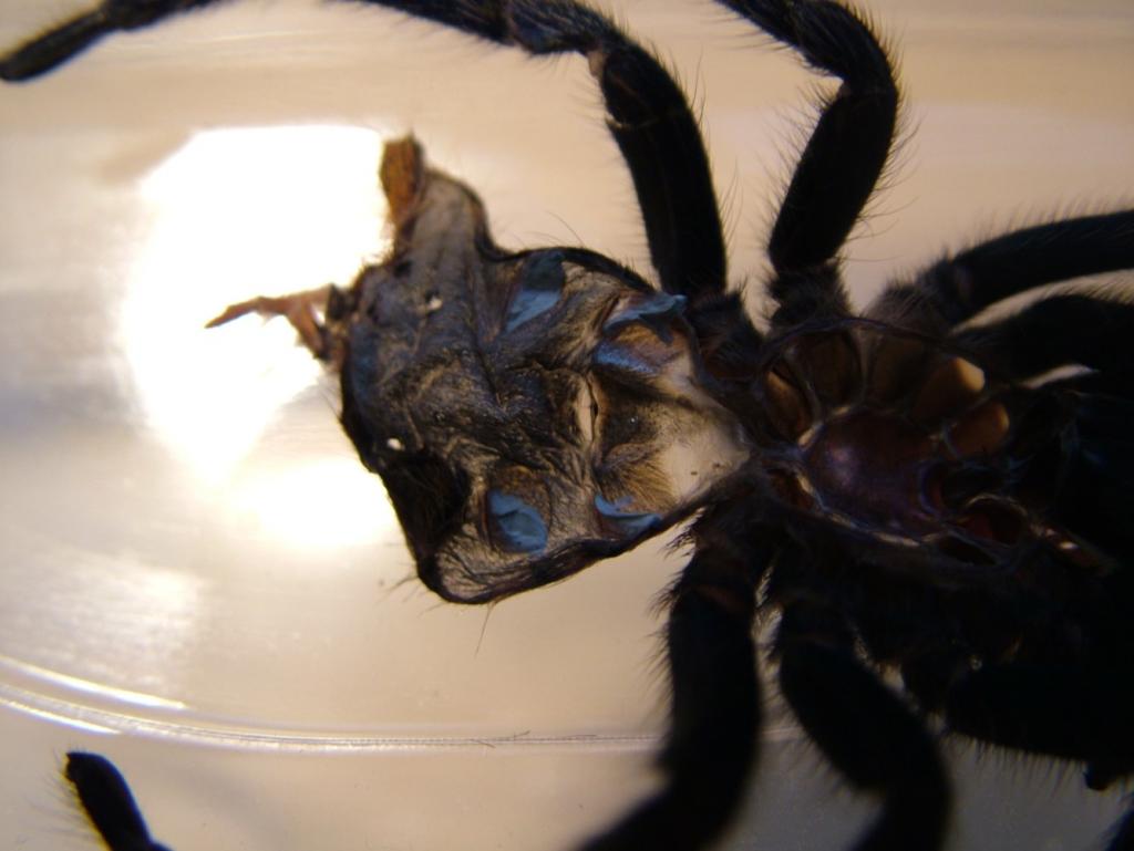 c.cyanopubesence