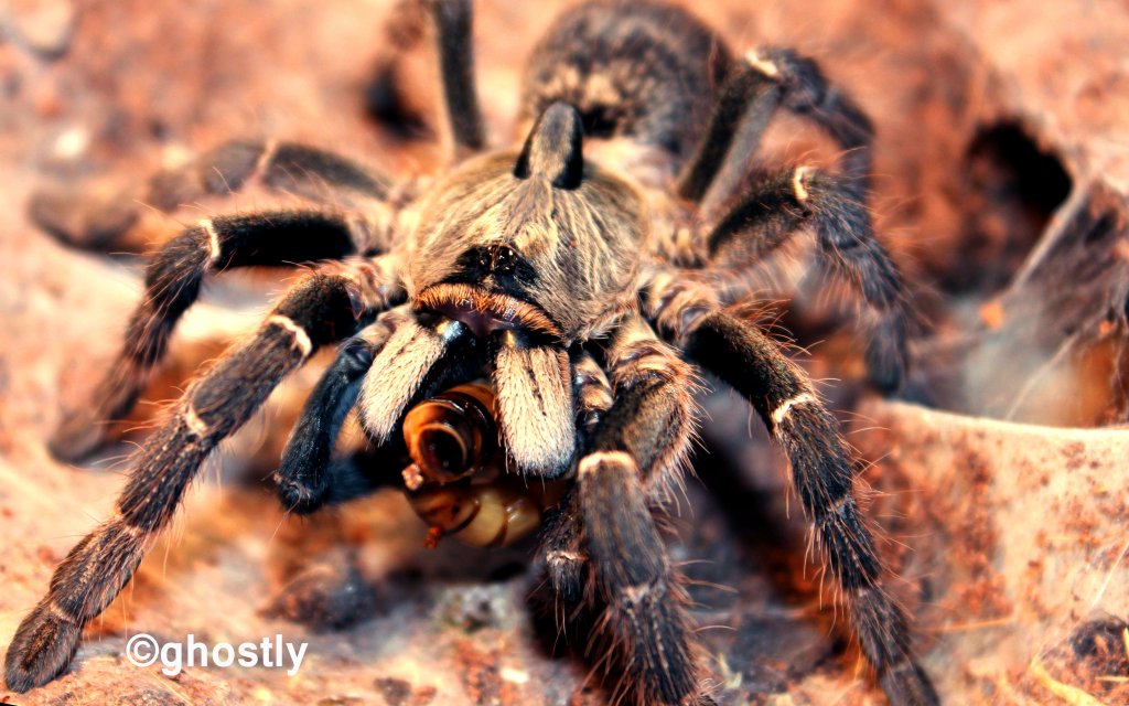 C. darlingi eating a superworm