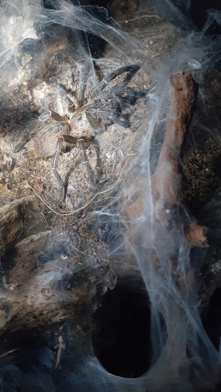 C. darlingi post molt (Saturn)