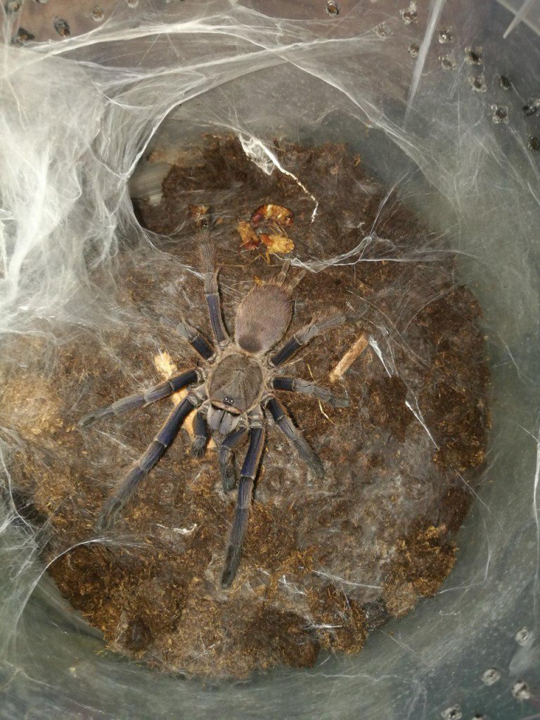 C. dyscolus "blue legged"