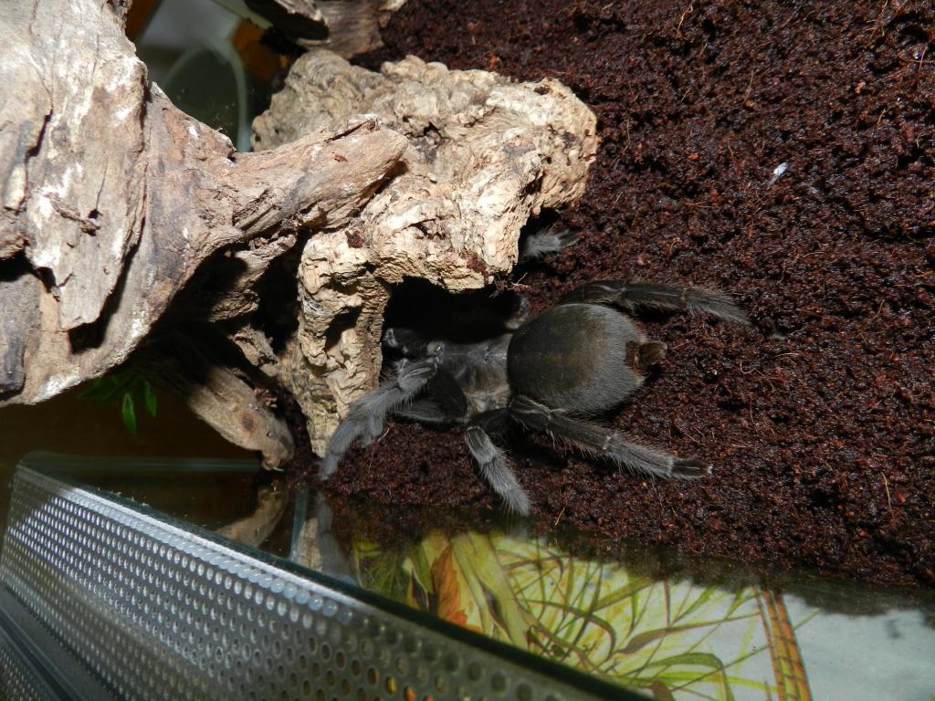 C. dyscolus