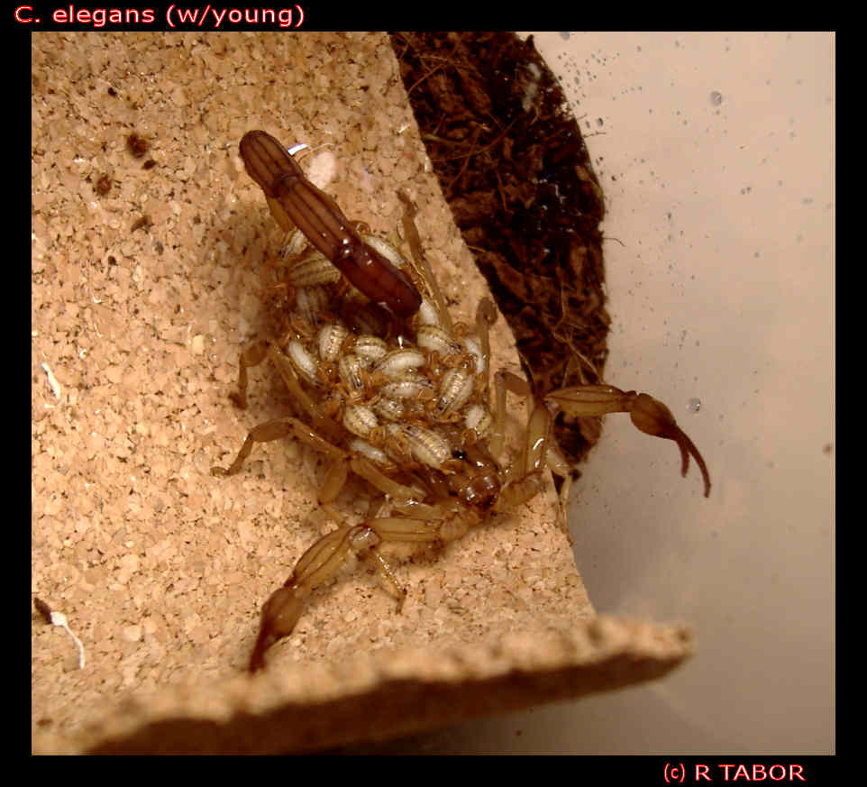 C. elegans with young