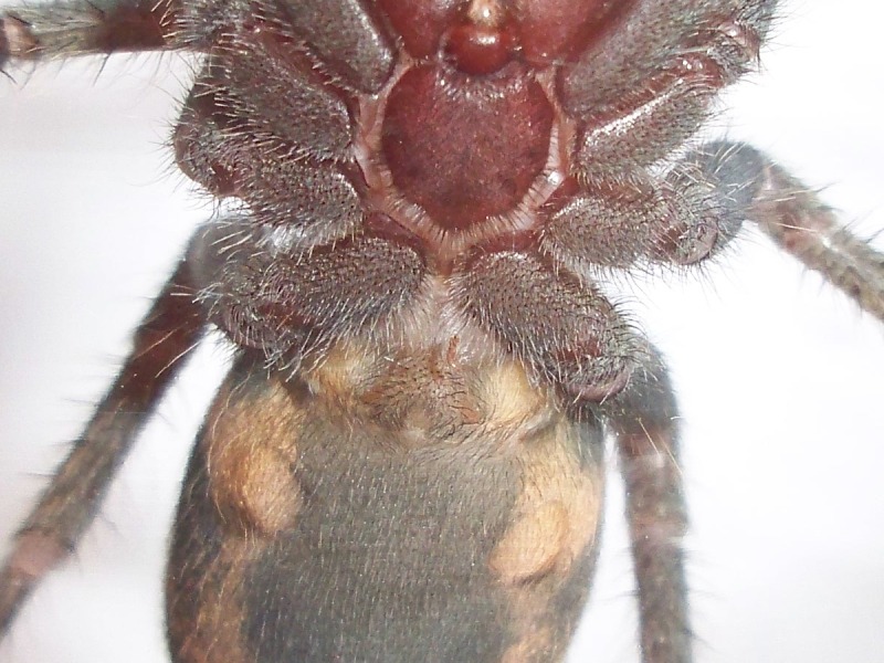 C. fasciatum #2