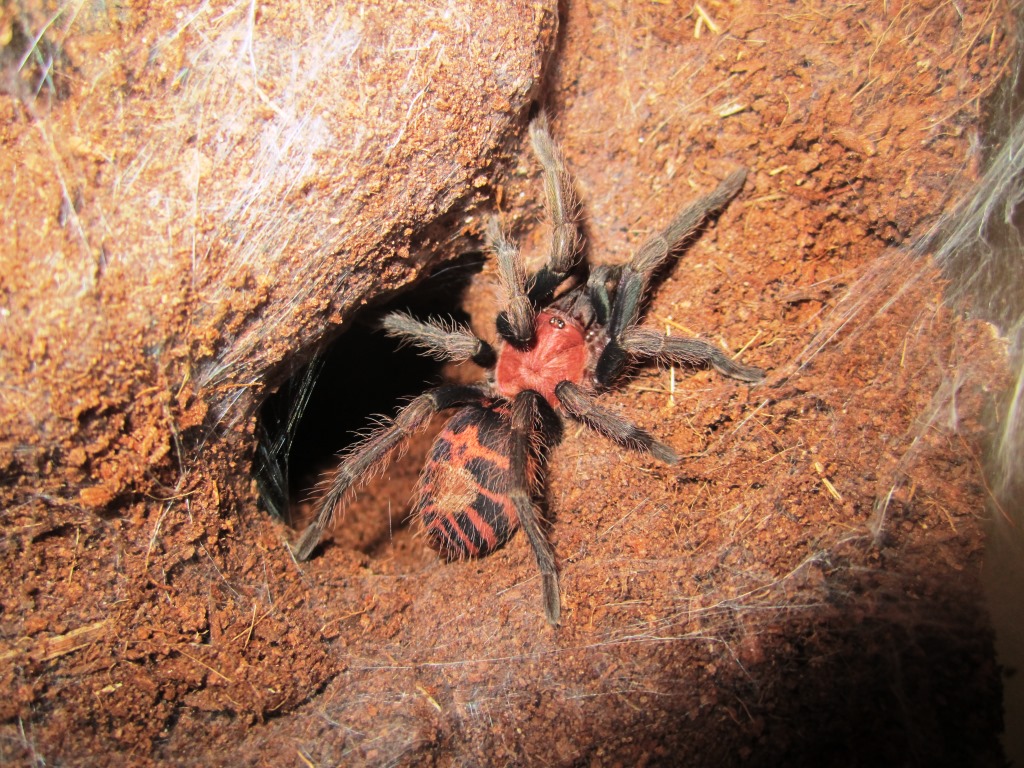 C.fasciatum juvie