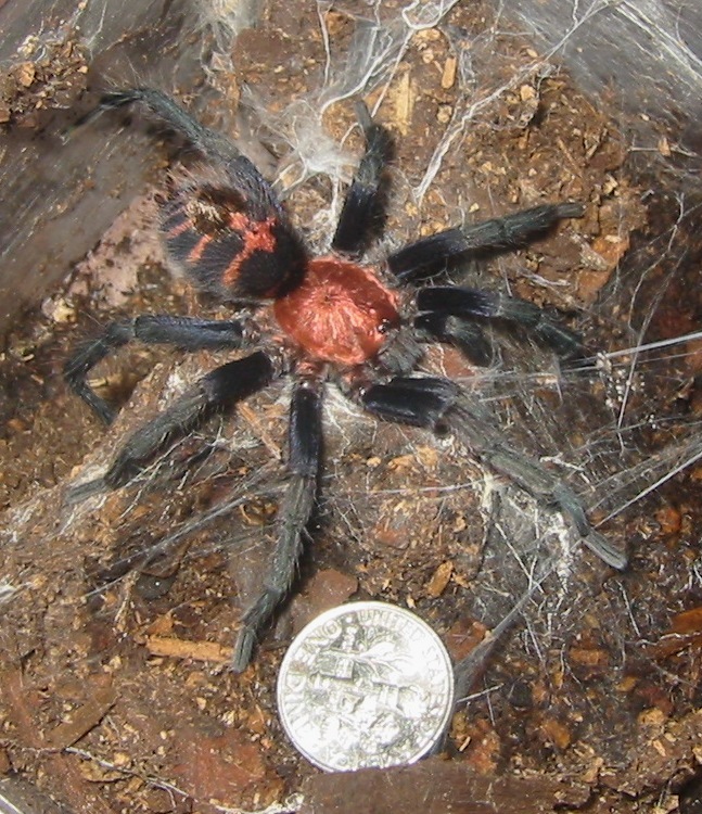 C. fasciatum MM