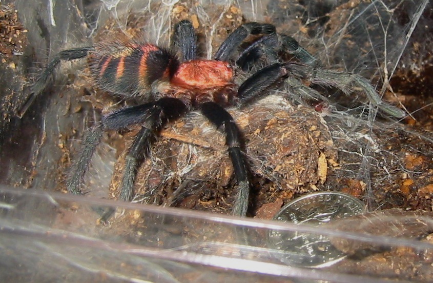 C. fasciatum MM