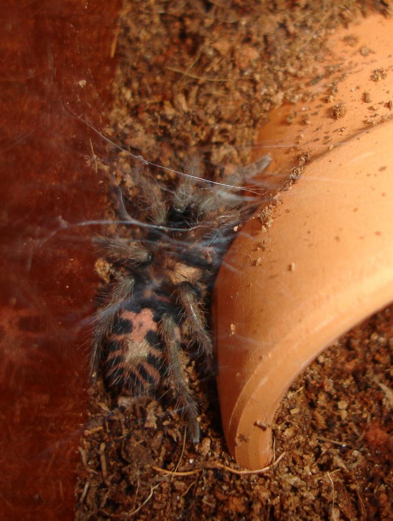 C. Fasciatum