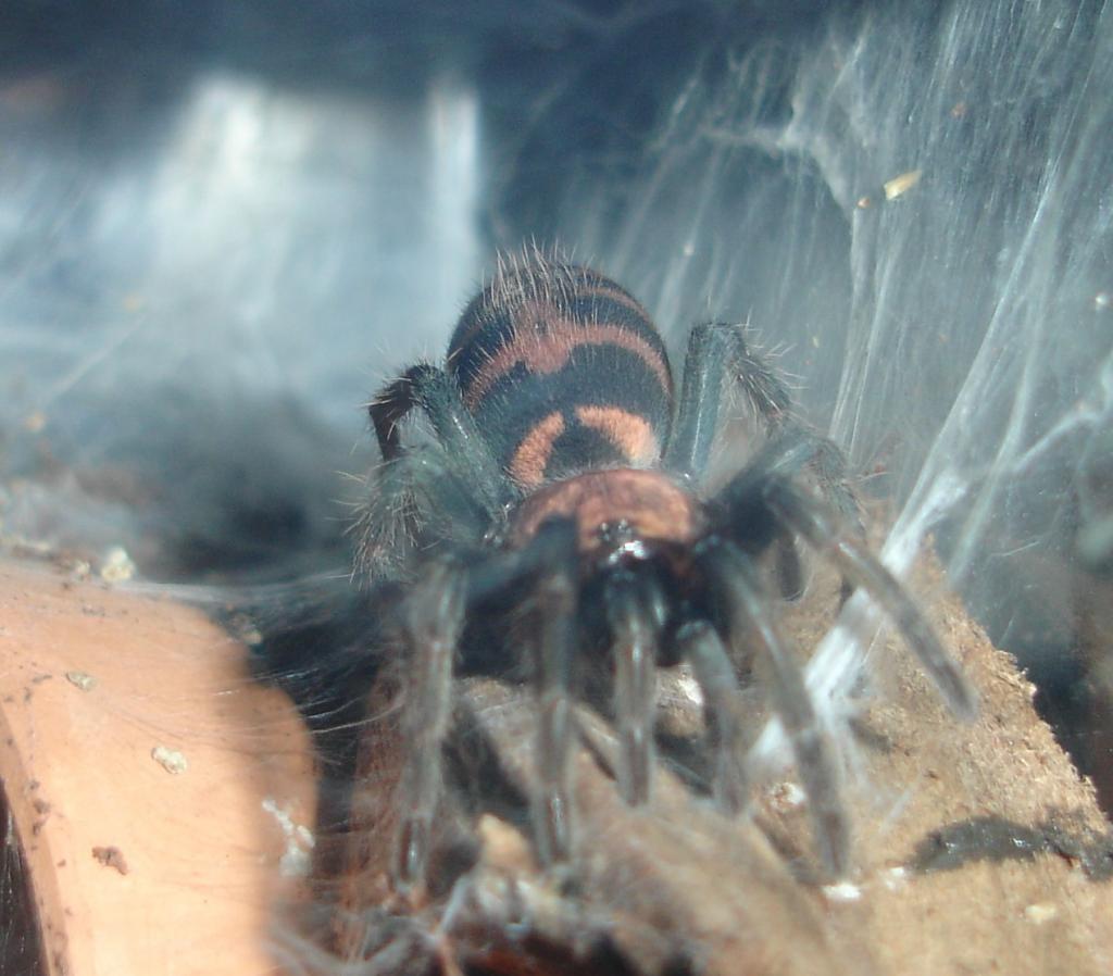 C. Fasciatum