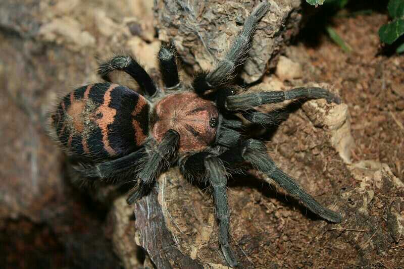 C. fasciatum