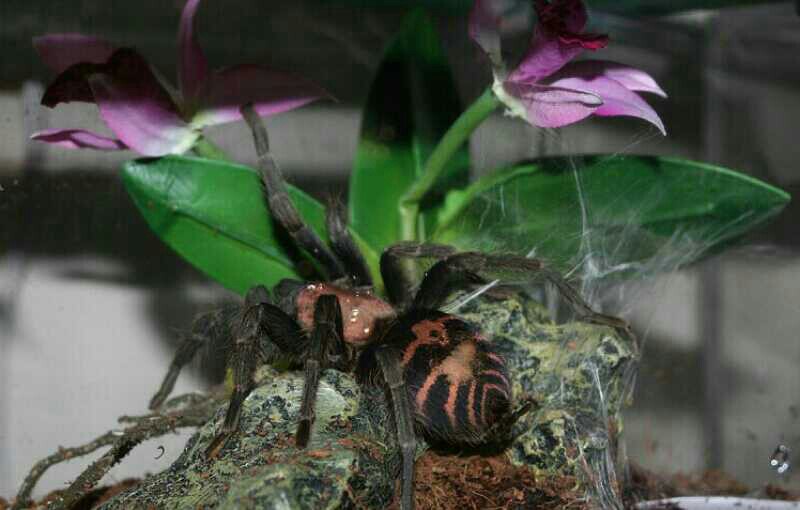 C. fasciatum