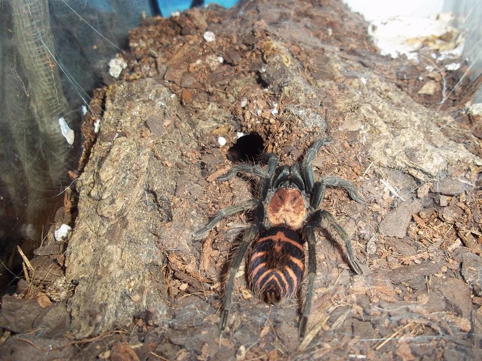 C. fasciatum