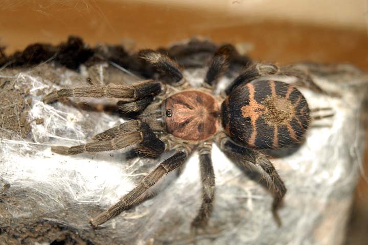 c fasciatum