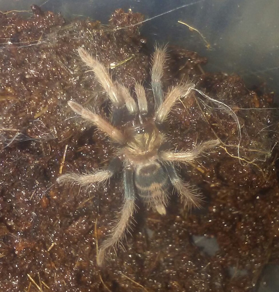 C.Fasciatum