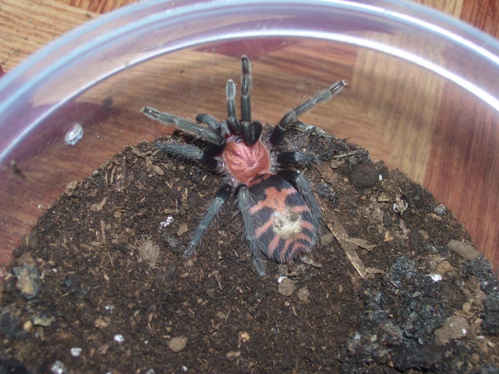 C.fasciatum