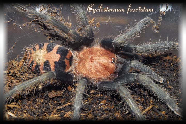 C fasciatum