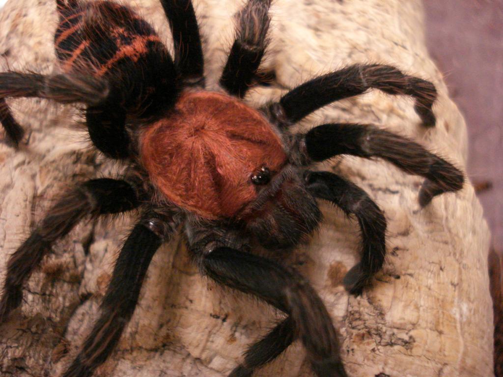 C. fasciatum