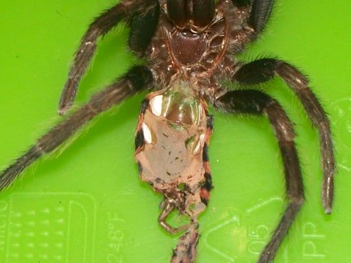 C.fasciatum1