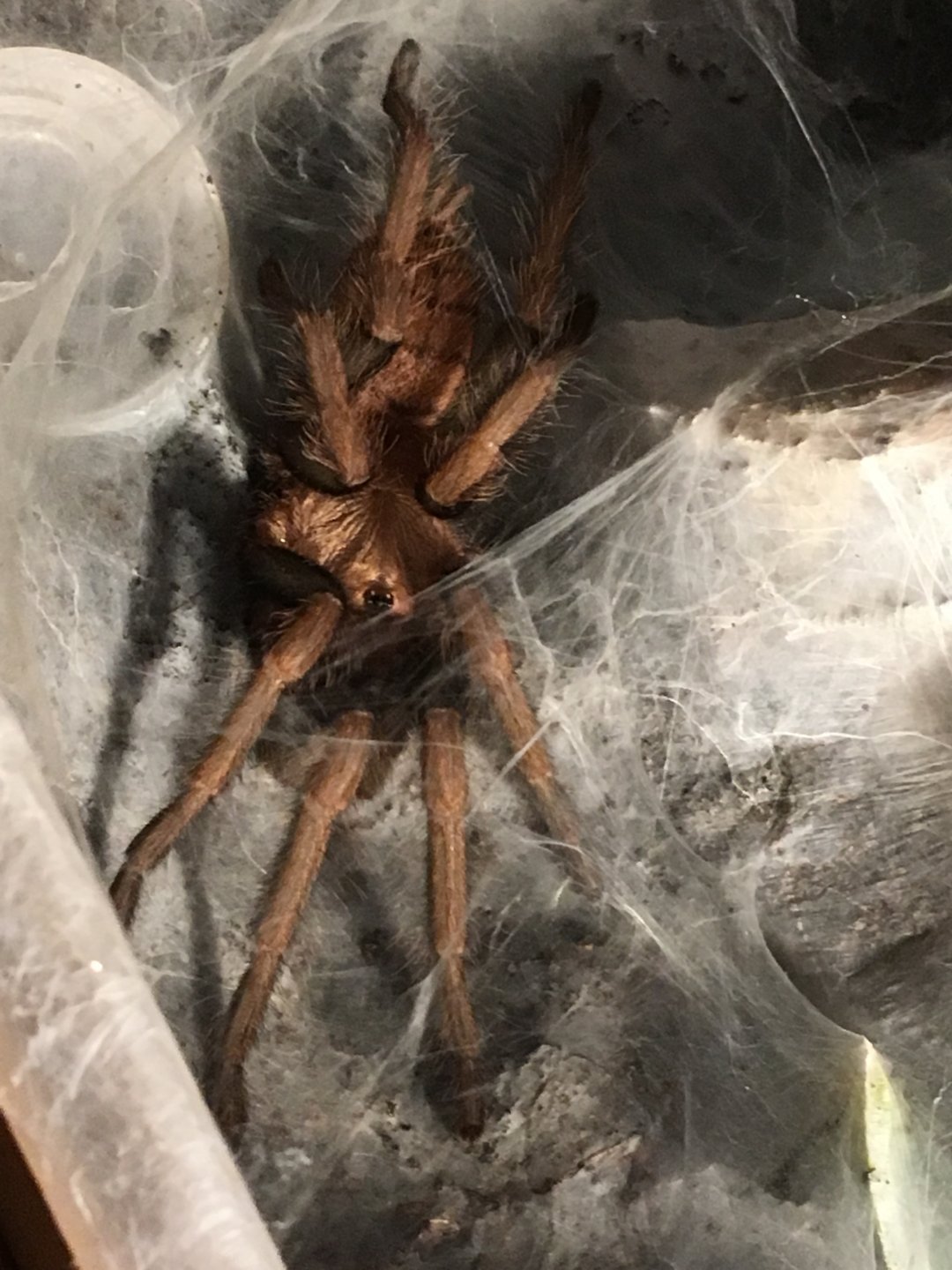 C. fimbriatus freshly molted ~4.5”