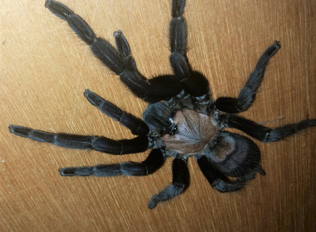 C. fimbriatus Mature Female Goes For A Walk