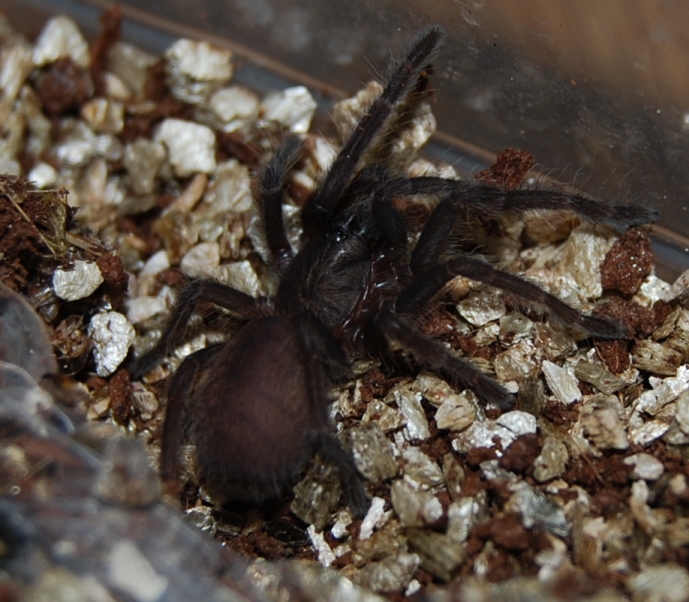 C fimbriatus sling