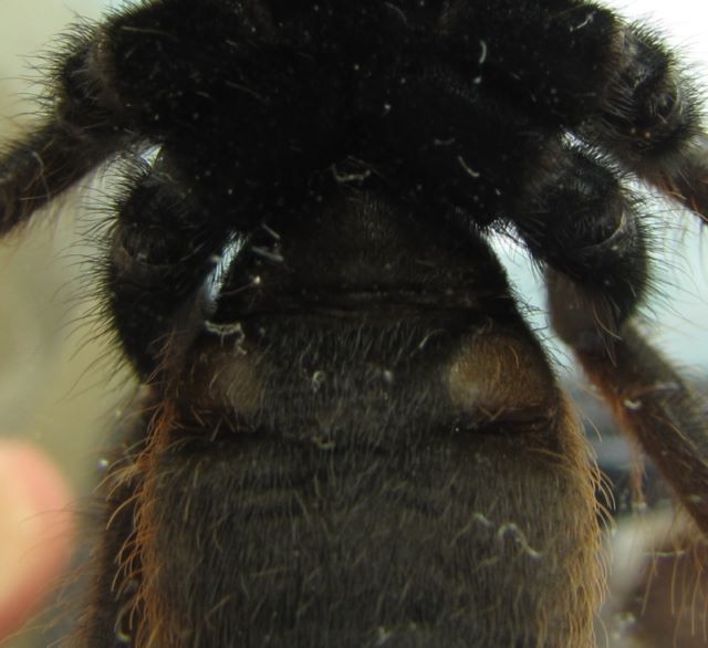 C.fimbriatus