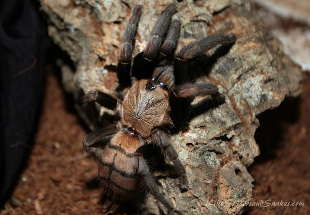C. Fimbriatus
