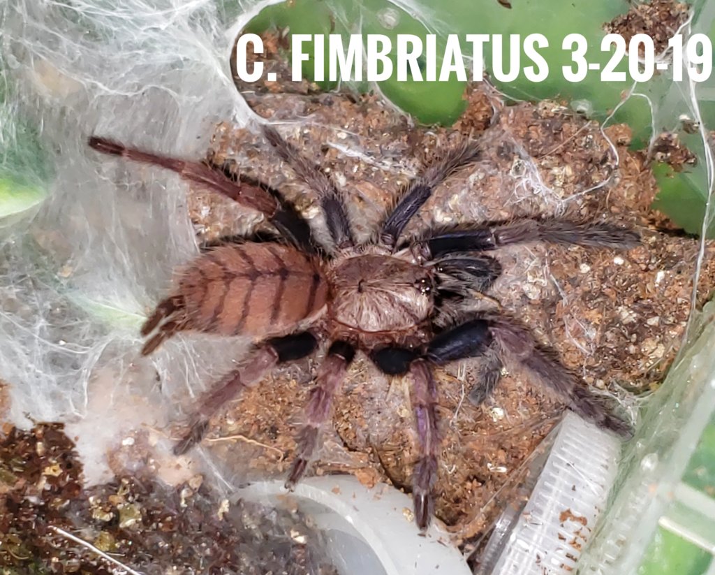 C. Fimbriatus