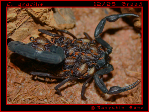 C. Gracilis 12/25 Brood