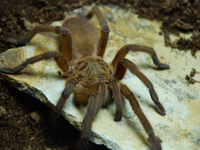 C. huahini