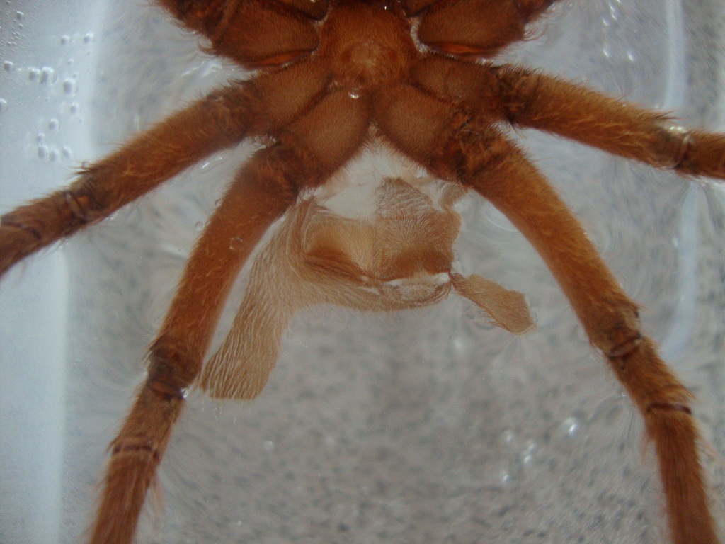 C. huahini
