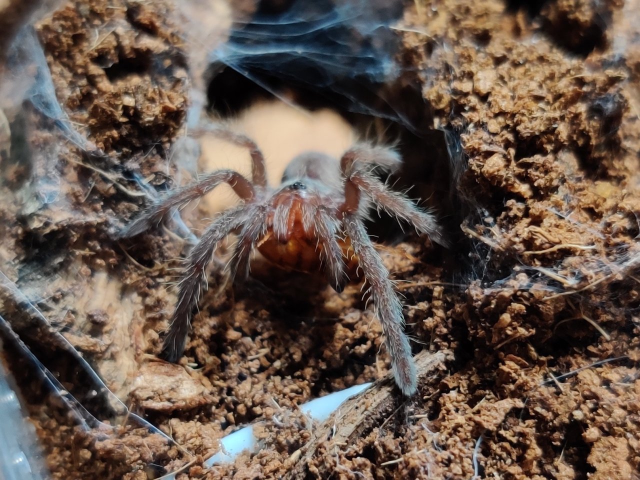 C. marshalli munching one of his first roaches after molt.