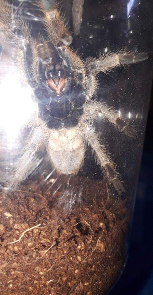 C.merid fem or male?