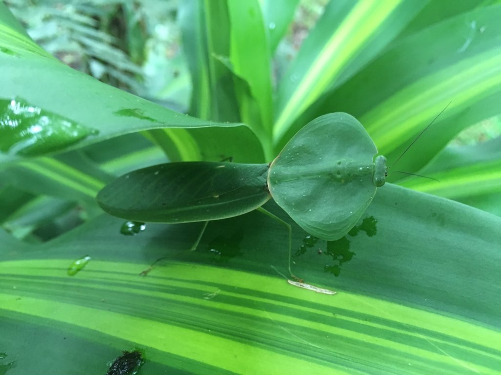 C. rhombicollis, Costa Rica