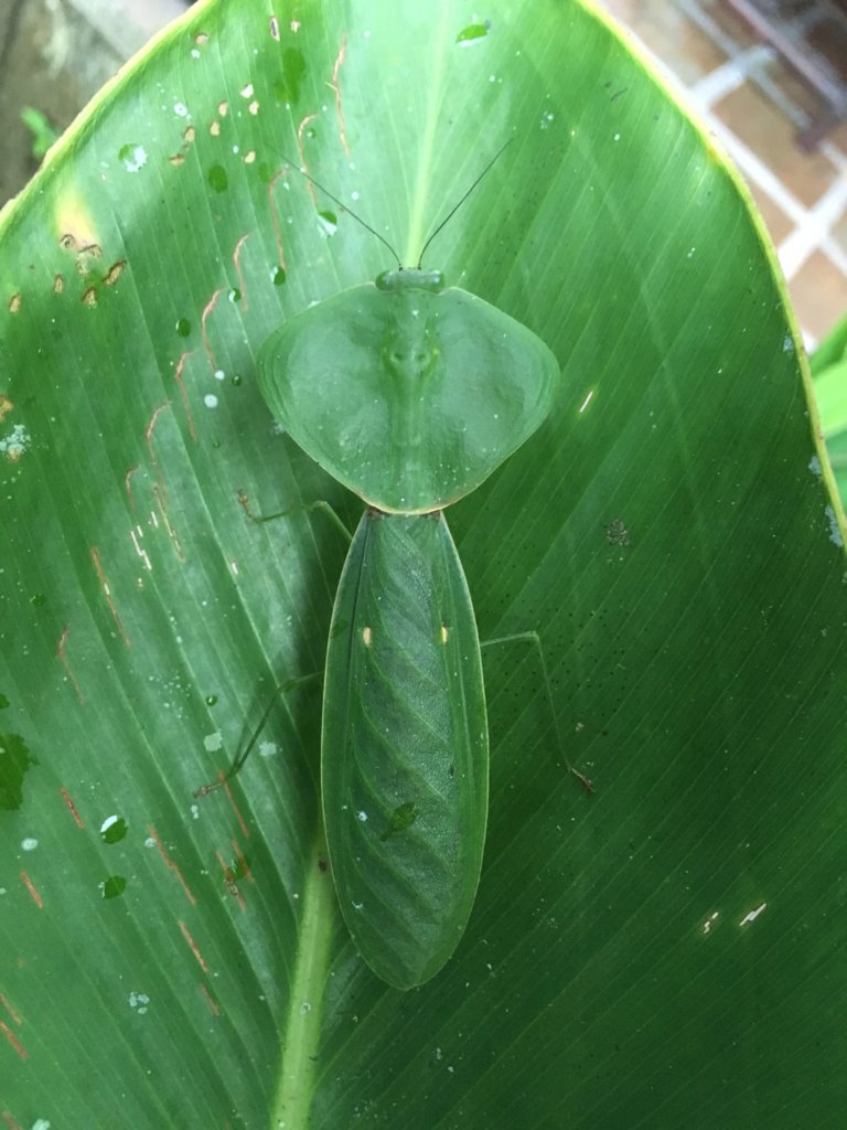 C. rhombicollis Costa Rica