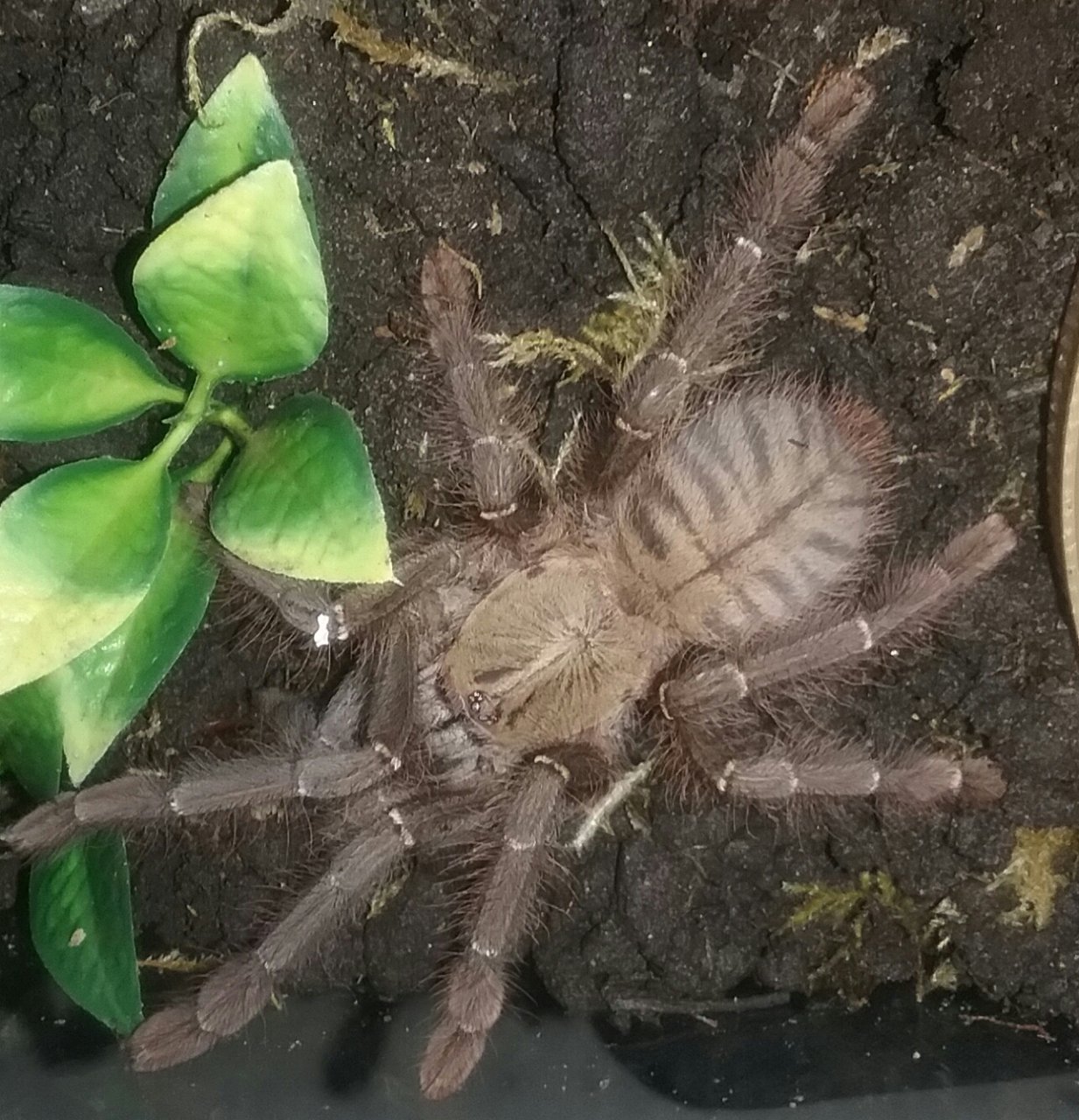 C. schioedtei!!