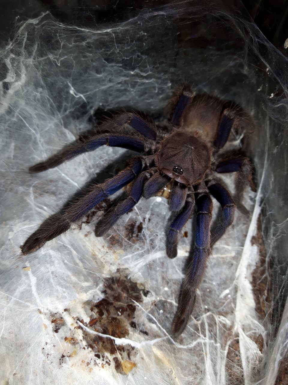 C. sp. Dyscolus blue