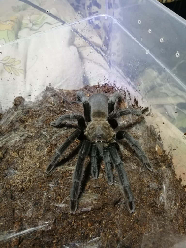 C. sp. "Kaeng Krachan"