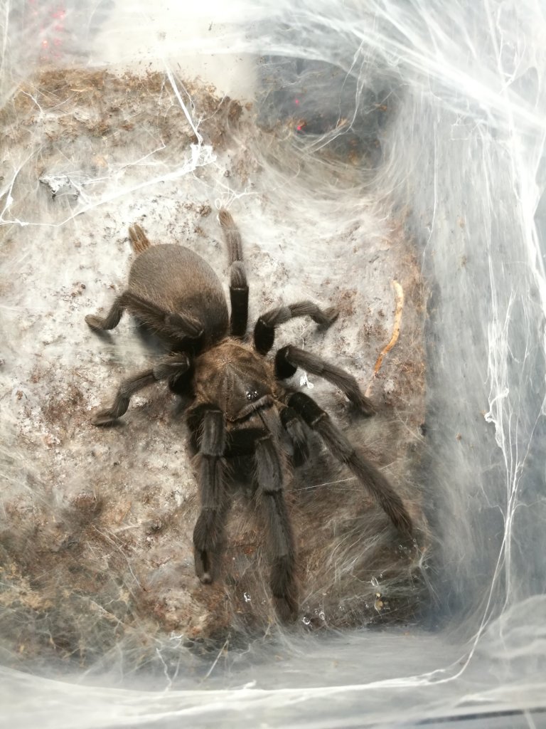 C. sp. "Kaeng Krachan"