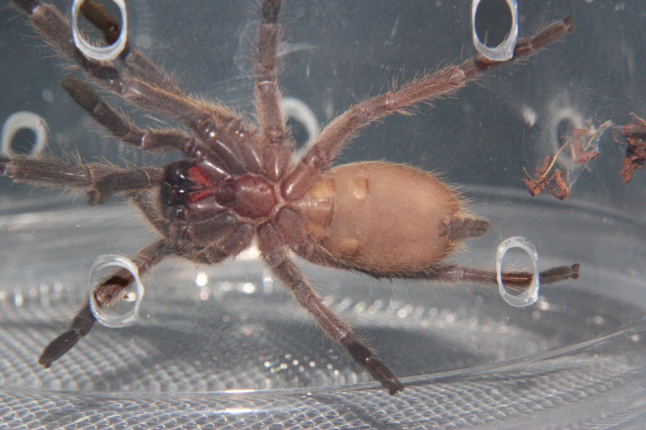 C. sp Kaeng krachen