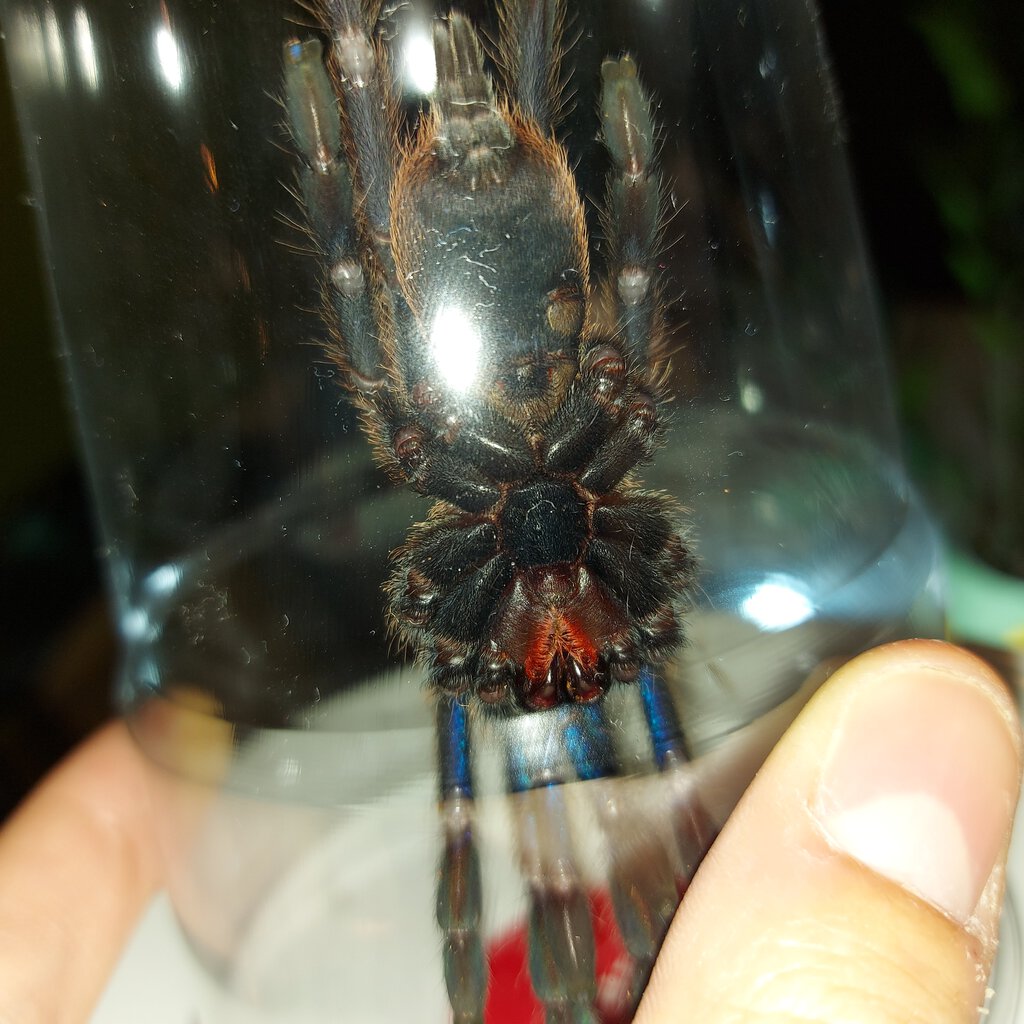 C. sp lightning blue