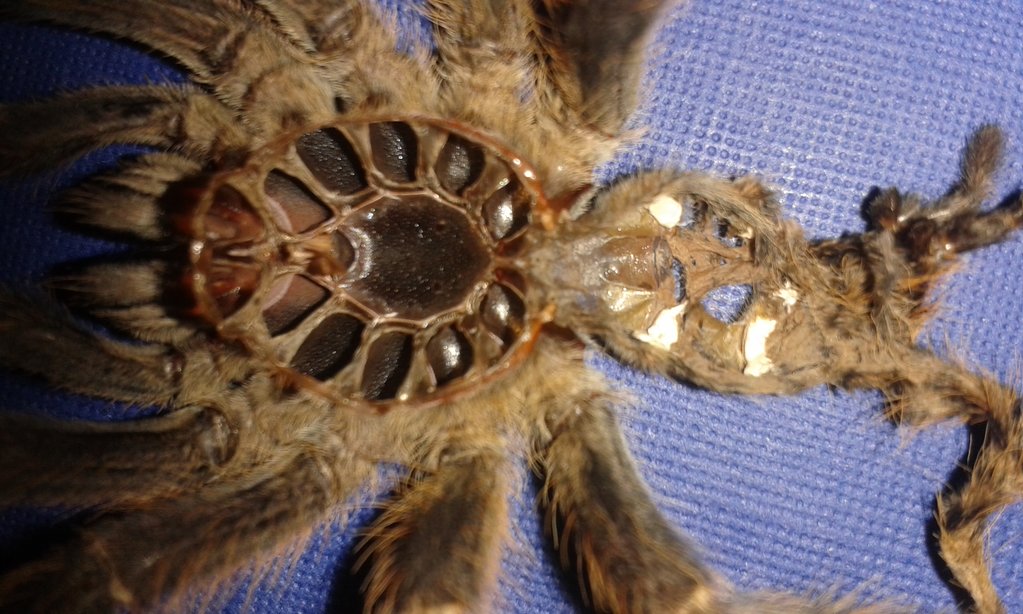 C. sp. Sulawesi Black