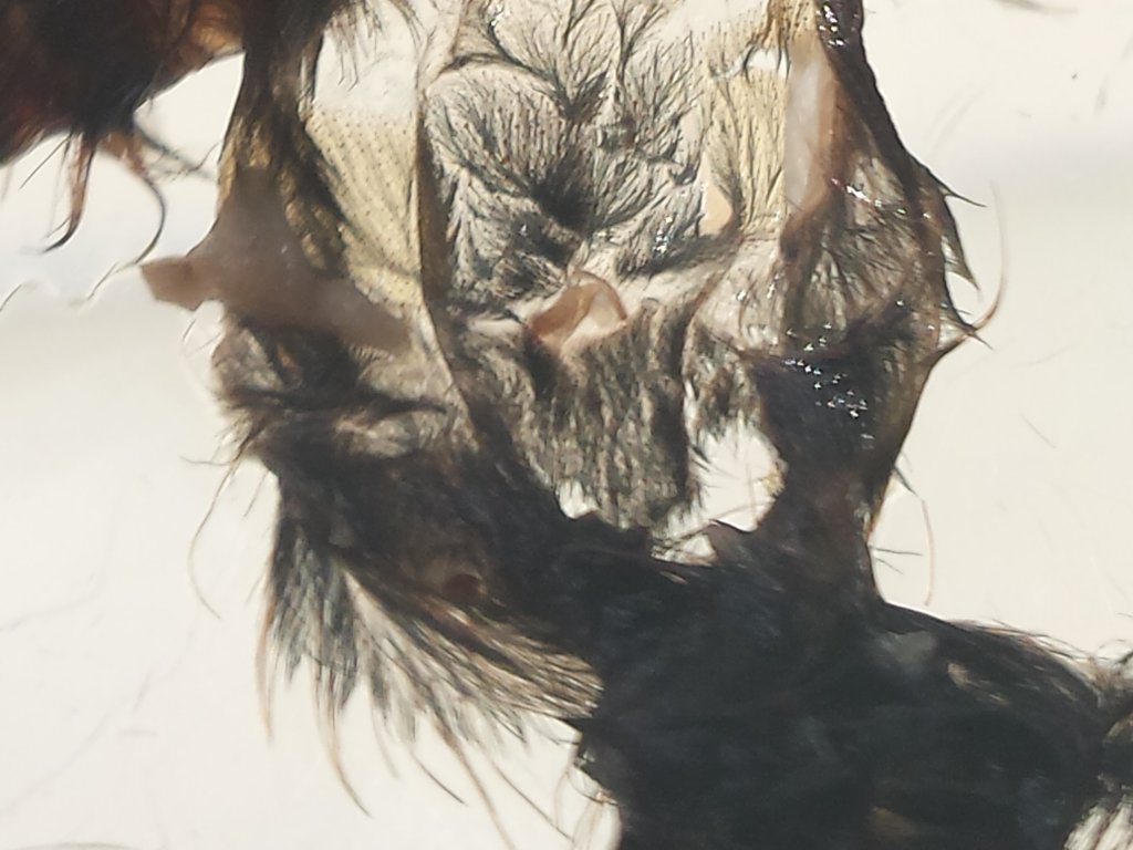 C. Versicolor #1,   3 Inches