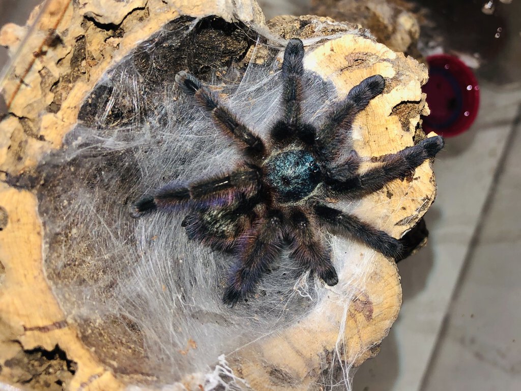 C. versicolor (1 of 2)