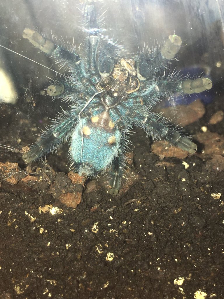 C. Versicolor 2”