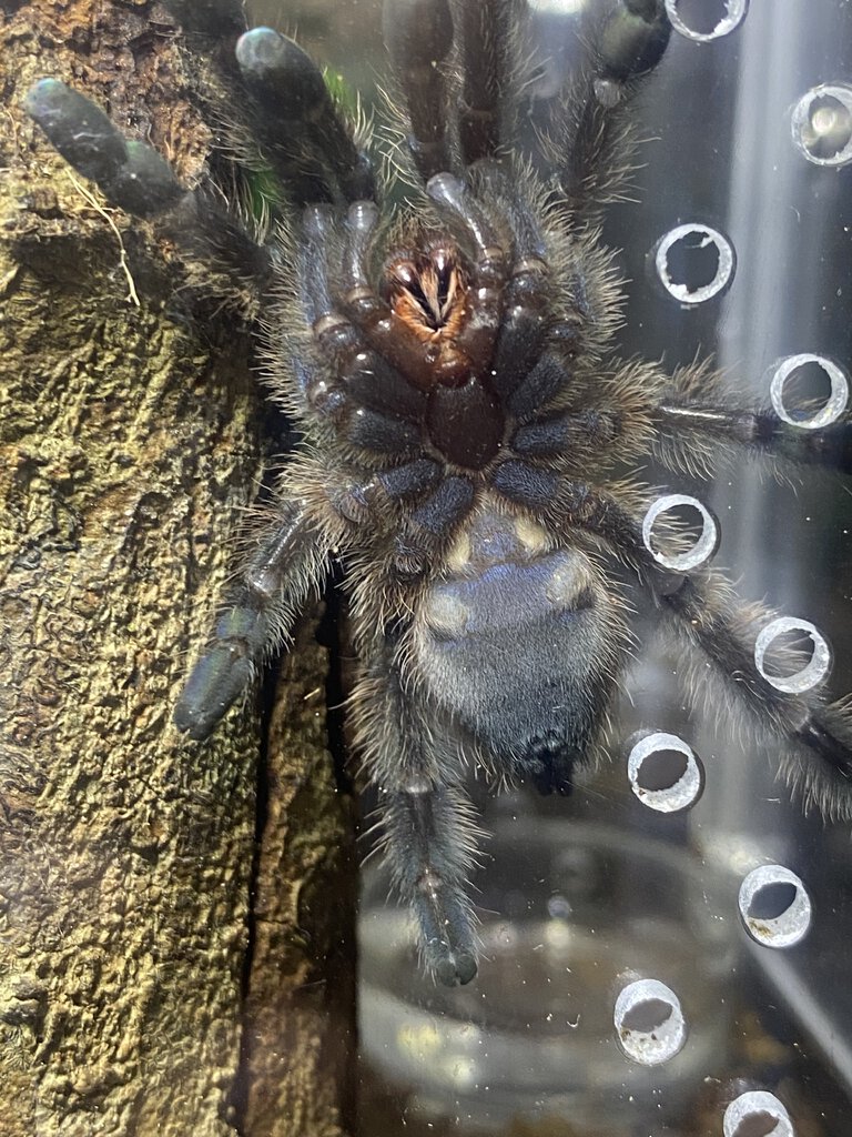 c. Versicolor 2 inch