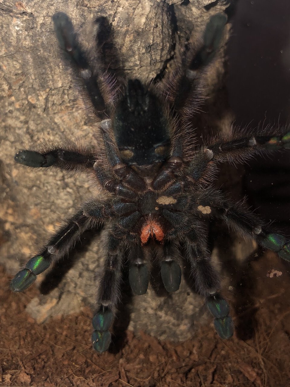 C. versicolor, 3’’