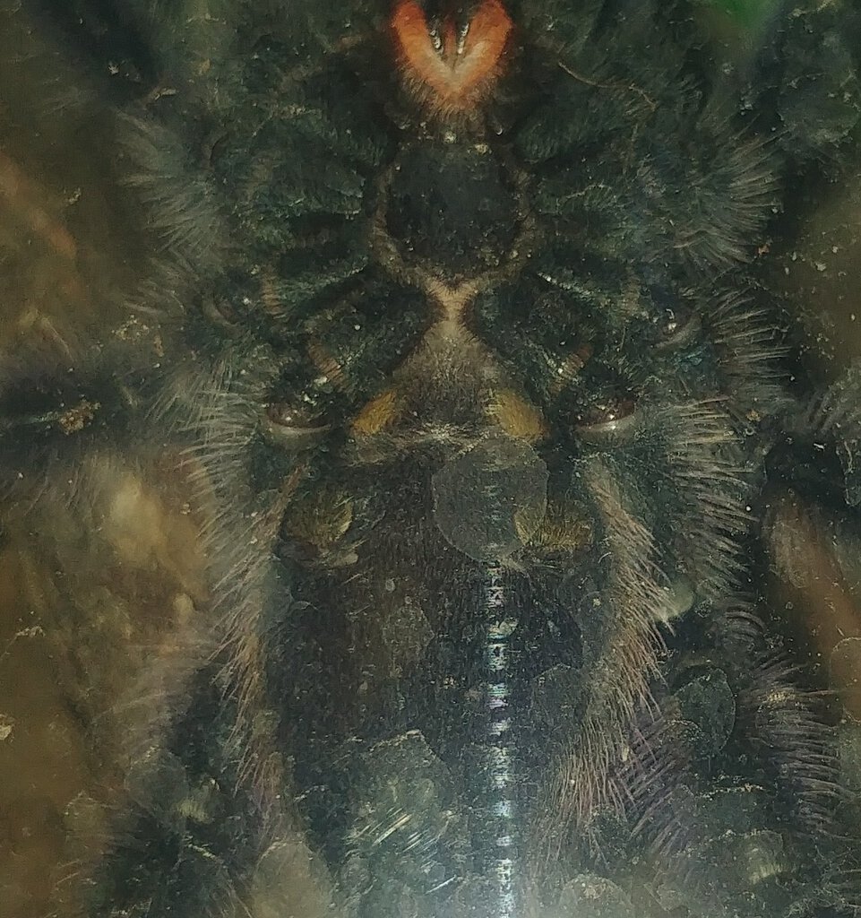 C. versicolor 3'' M or F?