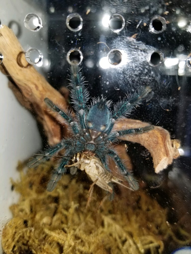 C. versicolor, appx 1.5-1.75” dls