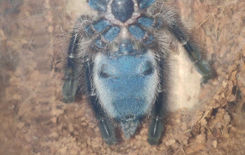 C. Versicolor around 2''