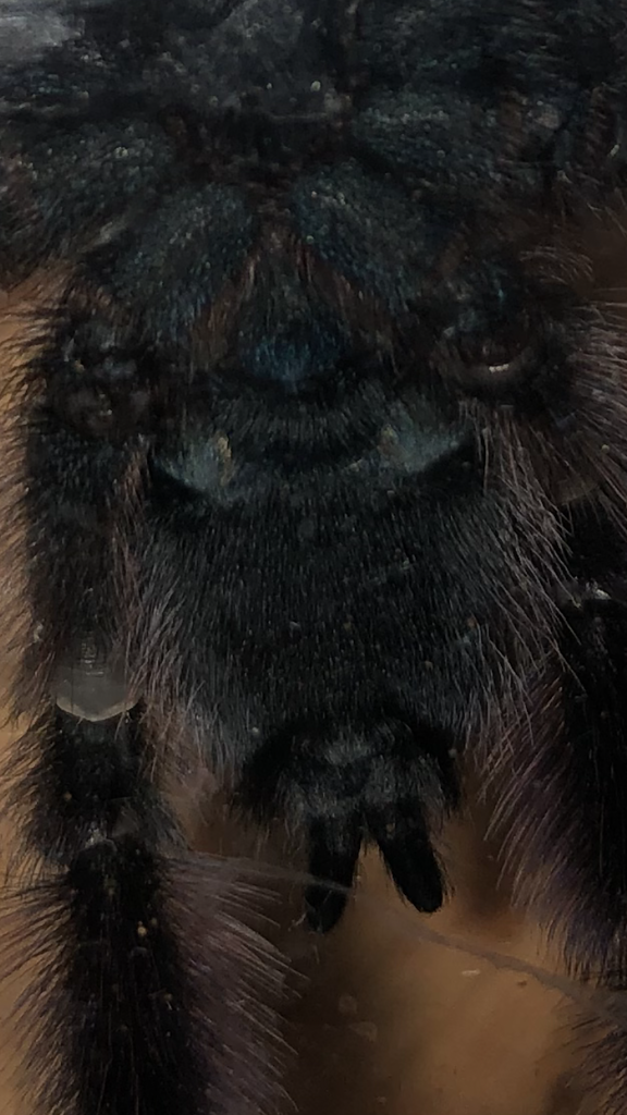 C. versicolor bottom close